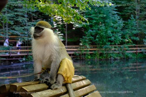В Ялте обезьяну оставили без штанов