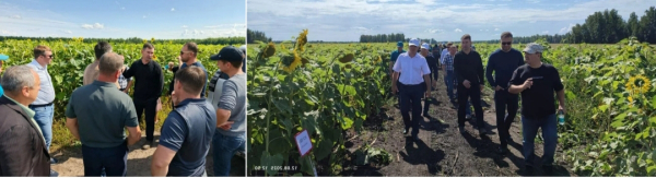 В Курганской области обсудили технологии защиты подсолнечника и ассортимент гибридов