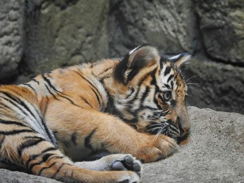 В Лейпциге в зоопарке три амурских тигренка усыплены через 3 дня после рождения