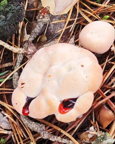 В Подмосковье в лесах стал чаще встречаться ядовитый &laquo;зуб дьявола&raquo;