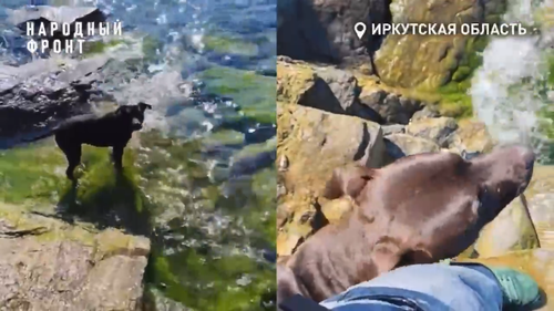 Боец спас истощенного питбуля на СВО и свозил его в путешествие на Байкал