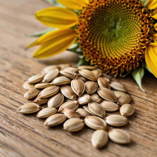 Надежные каналы продаж семенного материала