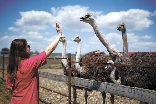 Почему успешное сельское хозяйство России лихорадит