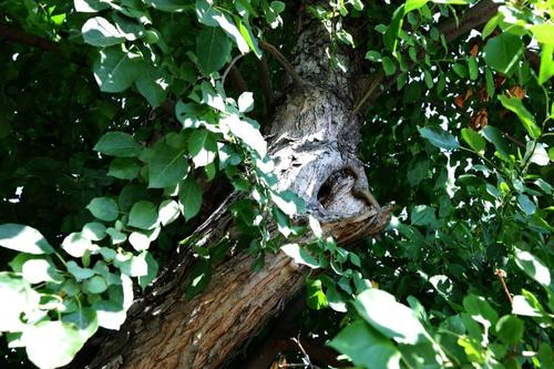 Работницу мэрии Копейска осудили за гибель пенсионерки из-за упавшего дерева