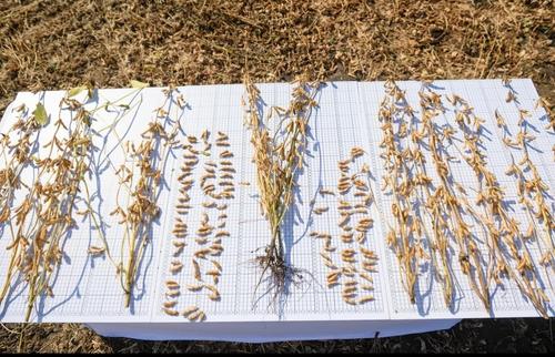 Самарские встречи