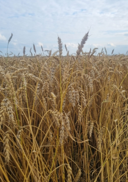 Сударыня на полях &laquo;Юбилейного&raquo;: новый рекорд и небывалый урожай