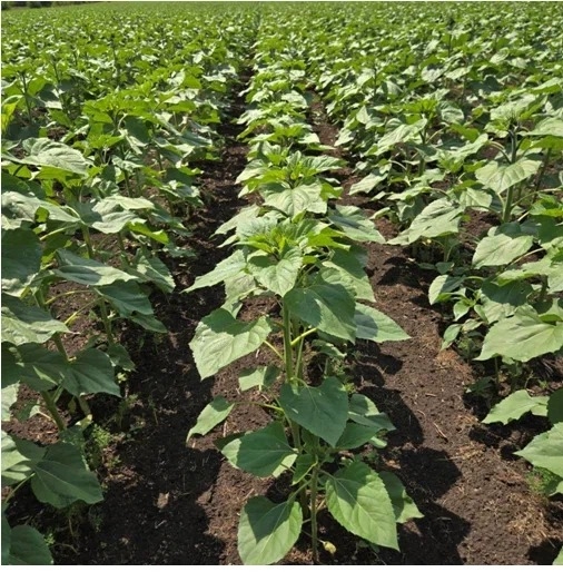 Участникам агрофорума в Оренбурге рассказали о достоинствах российских СЗР