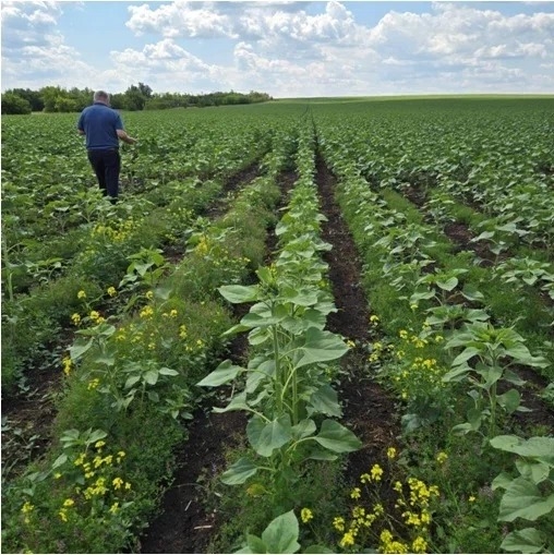 Участникам агрофорума в Оренбурге рассказали о достоинствах российских СЗР