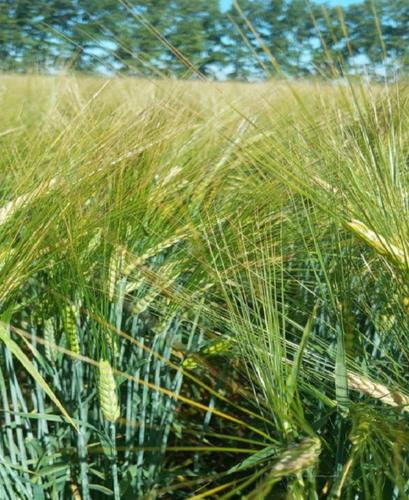 В хозяйстве Алтайского края получают рекордные урожаи зерновых