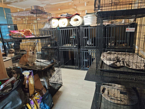 В подмосковном центре передержки собак выявлены нарушения условий содержания животных