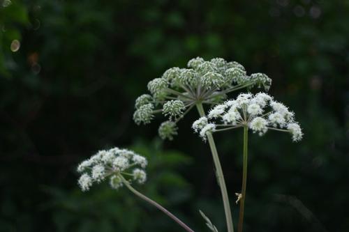 В России стали использовать нейросеть, чтобы усилить борьбу с борщевиком