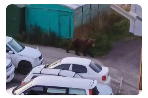 В столице Камчатки ввели режим повышенной готовности из-за нашествия медведей