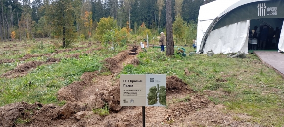 Впервые в Москве состоялась Всероссийская акция по высадке саженцев деревьев, посвящённая Всемирному дню легких.