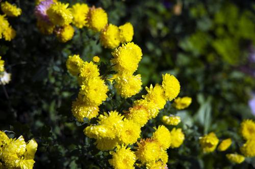 Агроном Ирина Алиева назвала многолетники, которые можно посадить на даче в октябре