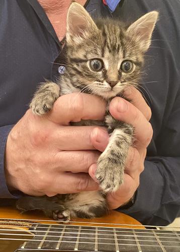 Невероятное везение, или как чудесным образом новая актриса и будущая звезда &mdash; кошечка Капа &mdash; упала с неба прямо в театр кошек Юрия Куклачёва