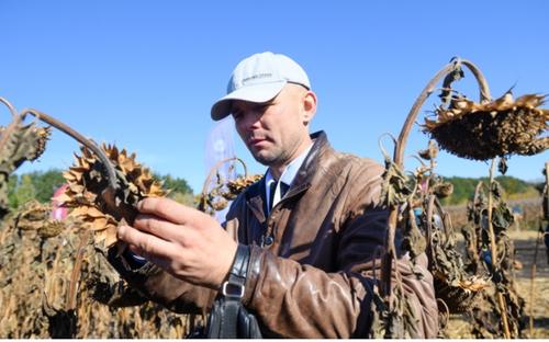 Подсолнечник нового поколения: высокоурожайные гибриды и инновационные схемы защиты