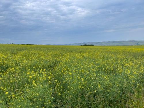 Сорт рапса Форпост КЛ стал самым популярным в Красноярском крае