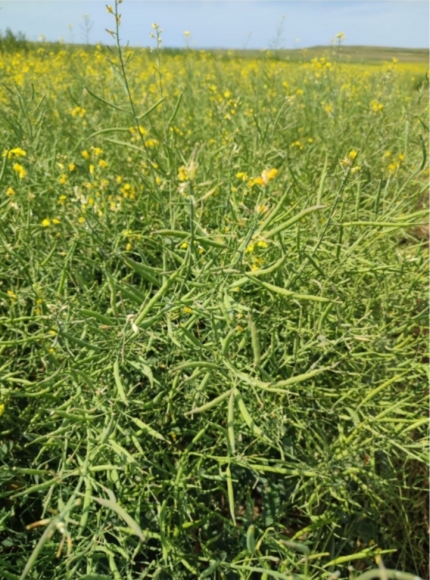 Сорт рапса Форпост КЛ стал самым популярным в Красноярском крае