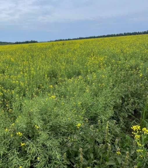 Сорт рапса Форпост КЛ стал самым популярным в Красноярском крае