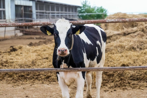 В Подмосковье открывается отбор на субсидии для приобретения племенного молодняка